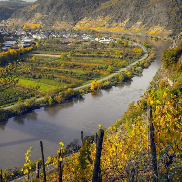 Wine Fraud Rocks Switzerland